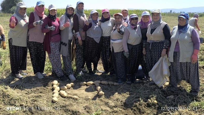 Kışlık patates hasadı